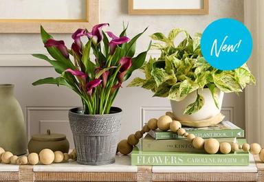 Header navigation sub menu